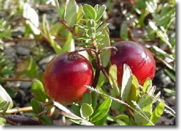 cranberrybush.png